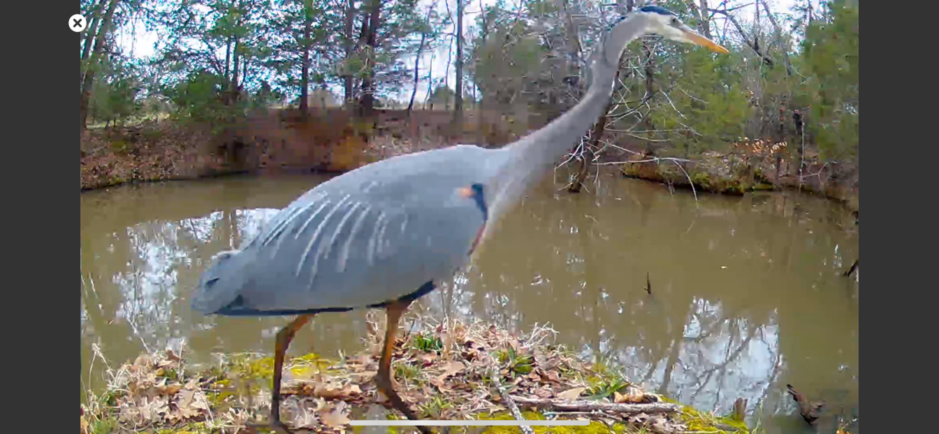 Blue Heron